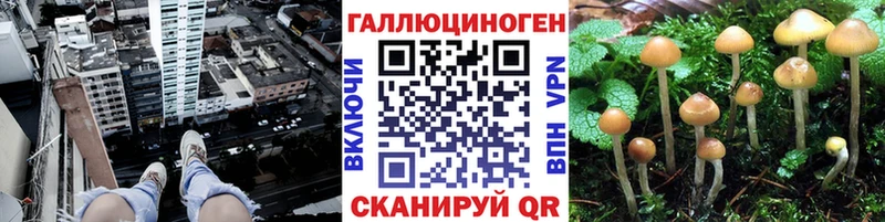Псилоцибиновые грибы GOLDEN TEACHER  закладки  Гудермес 
